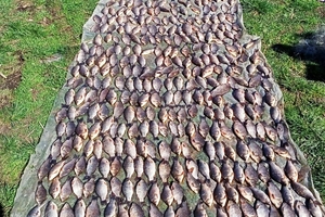 Новини Вінниці / На Вінниччині виявили 17 фактів незаконного вилову риби