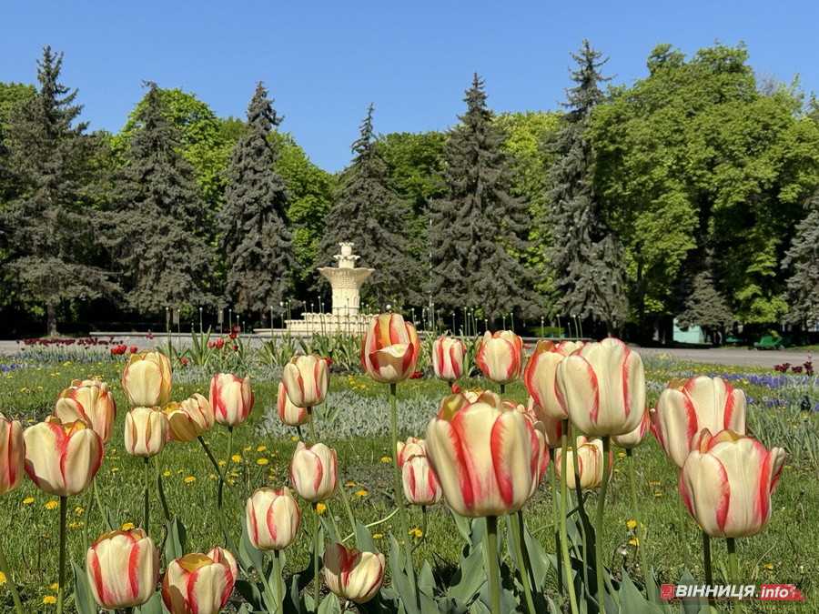 У вінницькому парку імені Леонтовича розцвіли тюльпани - фото 16