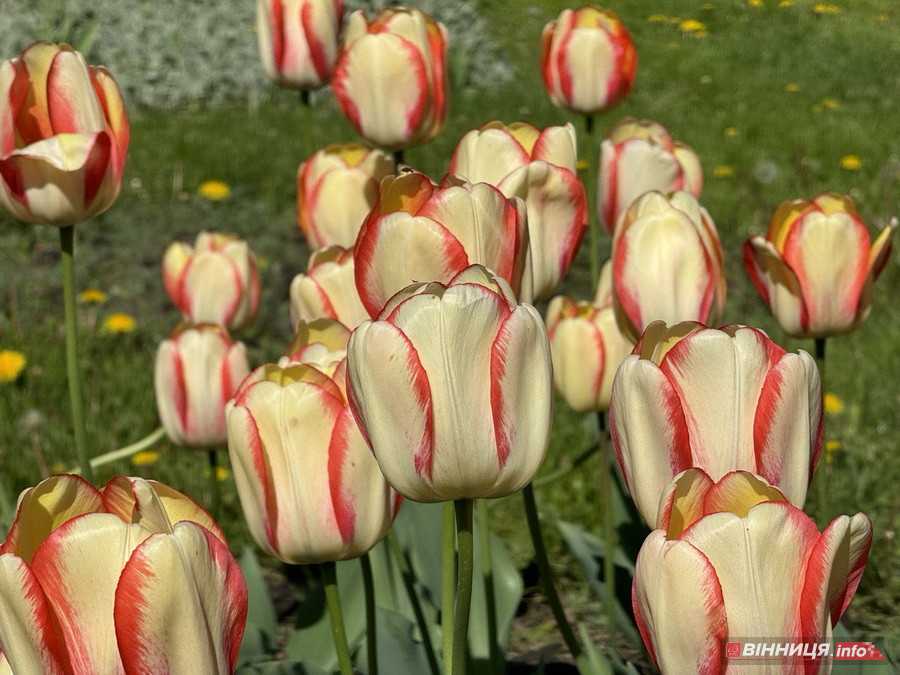 У вінницькому парку імені Леонтовича розцвіли тюльпани - фото 18