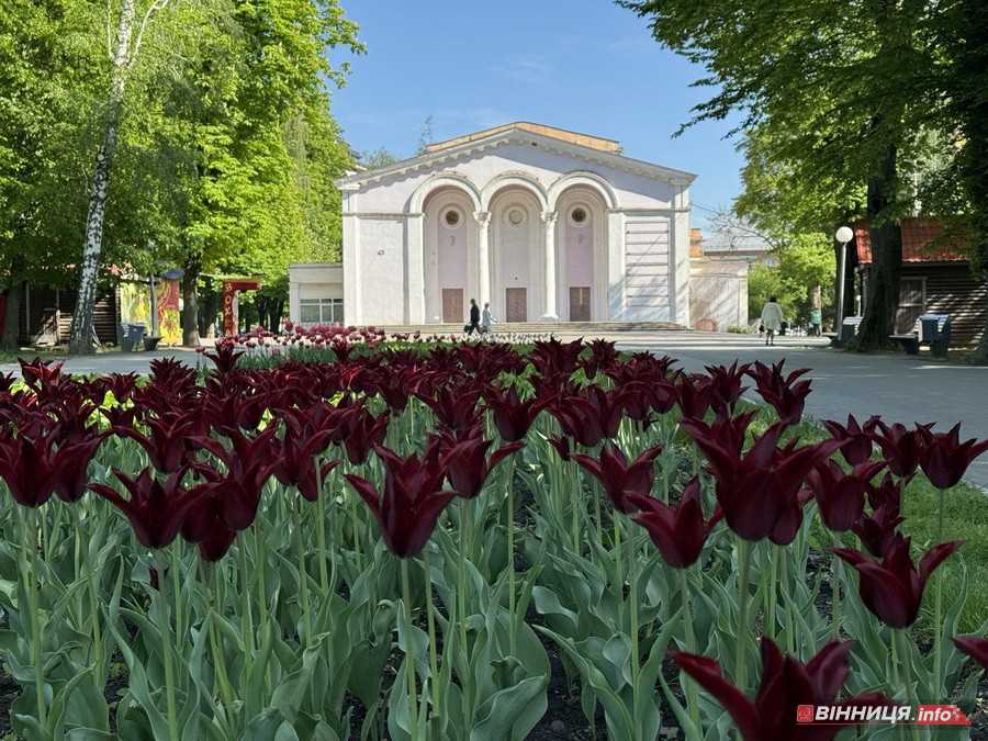 У вінницькому парку імені Леонтовича розцвіли тюльпани - фото 21