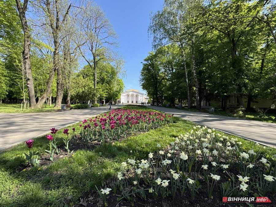 У вінницькому парку імені Леонтовича розцвіли тюльпани - фото 20