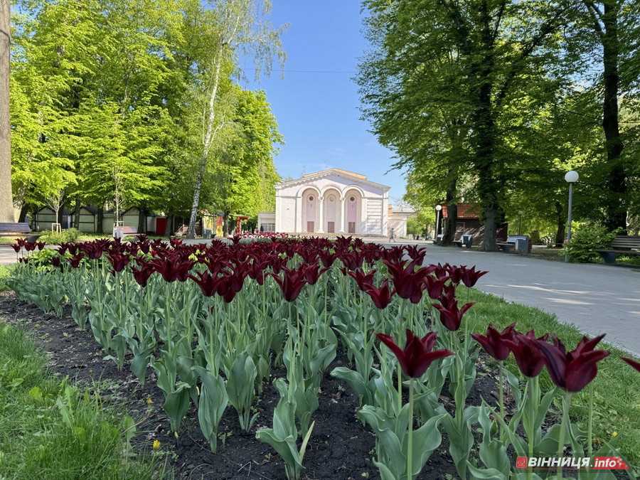 У вінницькому парку імені Леонтовича розцвіли тюльпани - фото 6