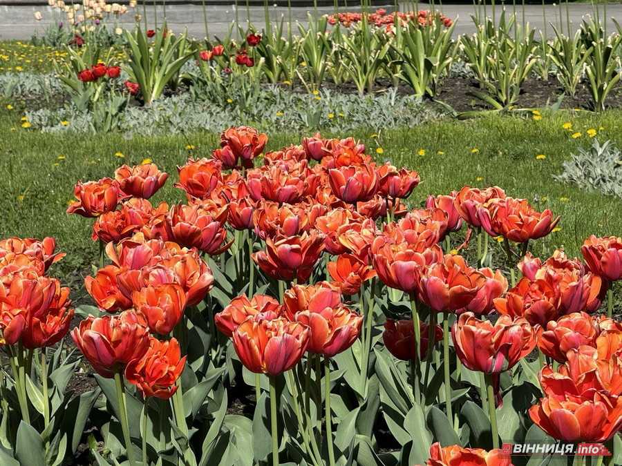 У вінницькому парку імені Леонтовича розцвіли тюльпани - фото 17