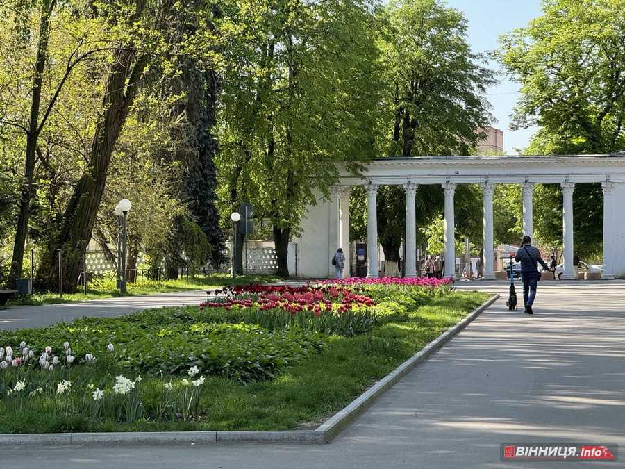 У вінницькому парку імені Леонтовича розцвіли тюльпани - фото 11