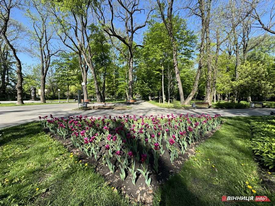 У вінницькому парку імені Леонтовича розцвіли тюльпани - фото 8