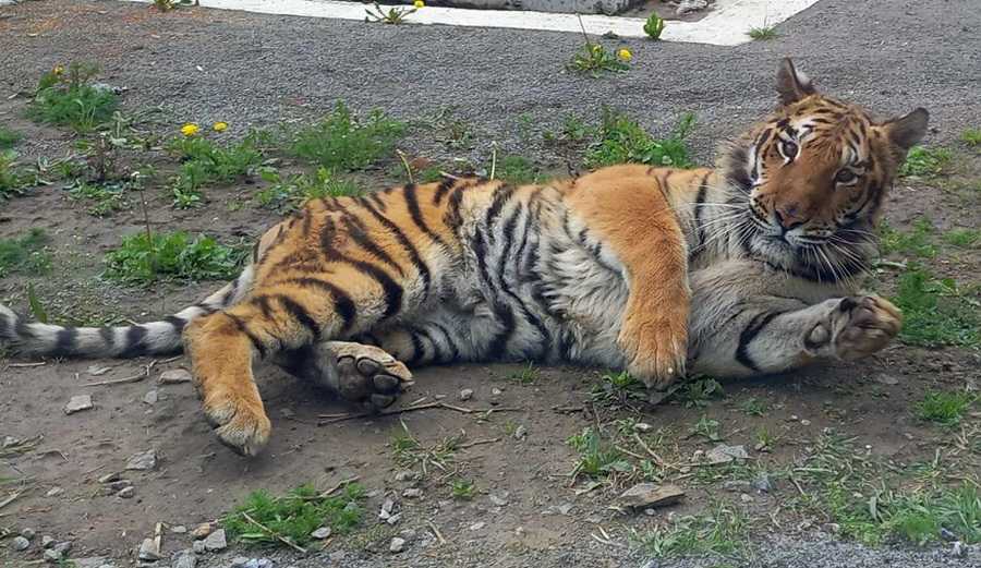 В неділю у вінницькому зоопарку безкоштовний вхід для всіх дітей до 16 років - фото 4