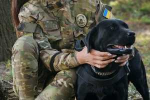 Новини Вінниці / У Вінниці «чотирилапі терапевти» будуть допомагати в реабілітації поранених захисників