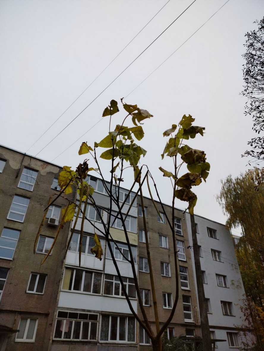 Горобина, клени, липи, берези, катальпи та декоративні сливи: у Вінниці висадять 500 дерев - фото 3