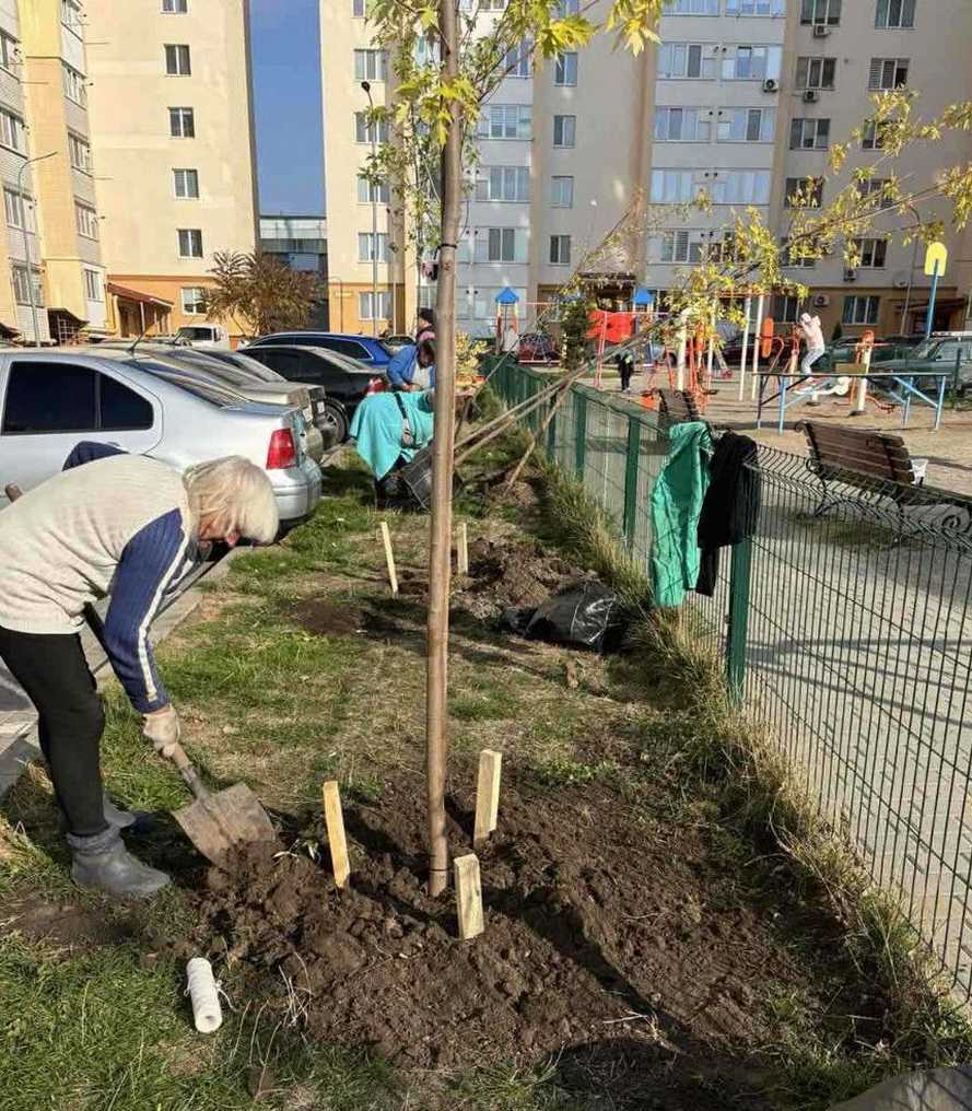 Горобина, клени, липи, берези, катальпи та декоративні сливи: у Вінниці висадять 500 дерев