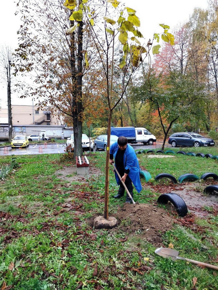 Горобина, клени, липи, берези, катальпи та декоративні сливи: у Вінниці висадять 500 дерев - фото 6