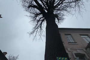 Новини Вінниці / У Вінниці встановилюють таблички та огороджують дерева природоохоронного фонду