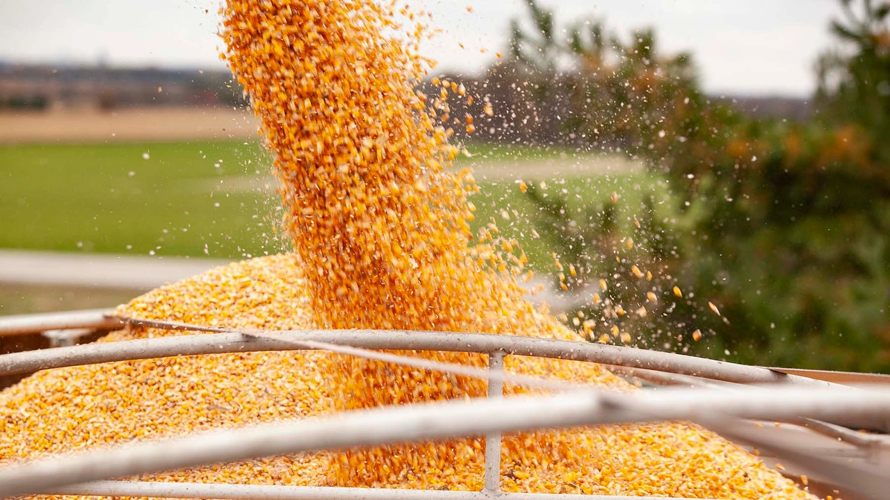 продаж кукурудзи оптом
