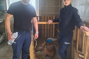 Новини Вінниці / У Вінниці патрульні врятували поранену козулю