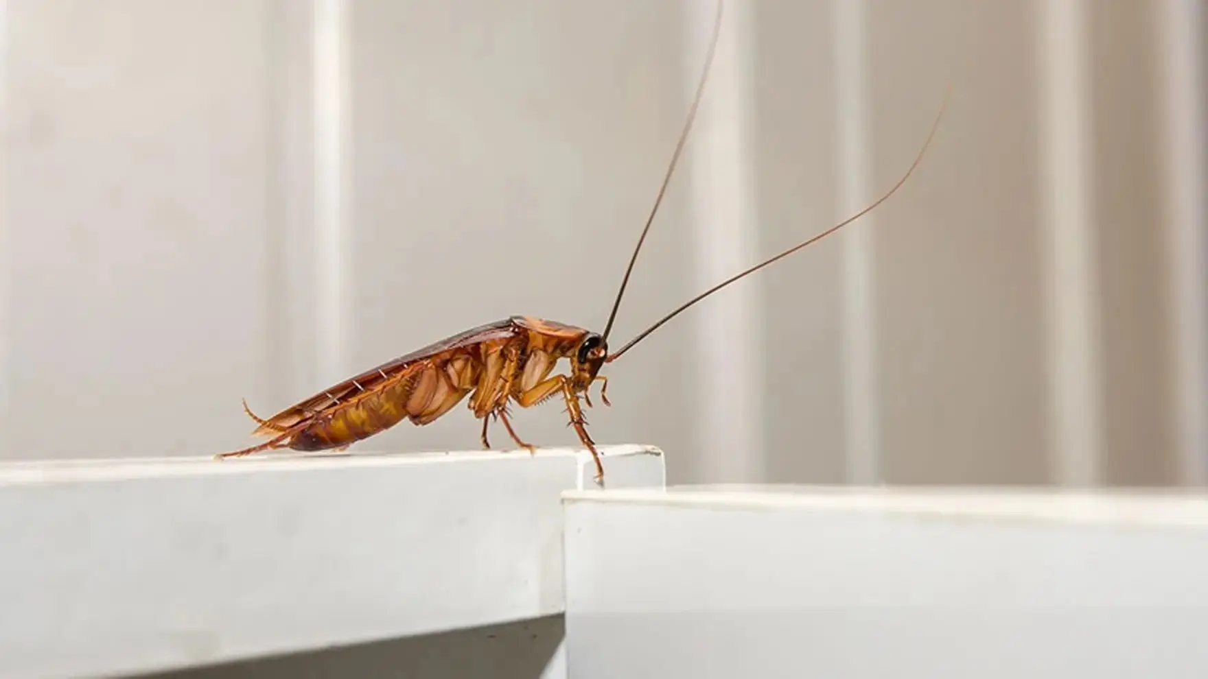 як позбутися тарганів