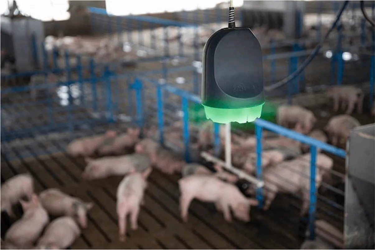 датчики для свиноферми