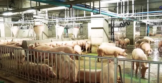 датчики температури свинарник