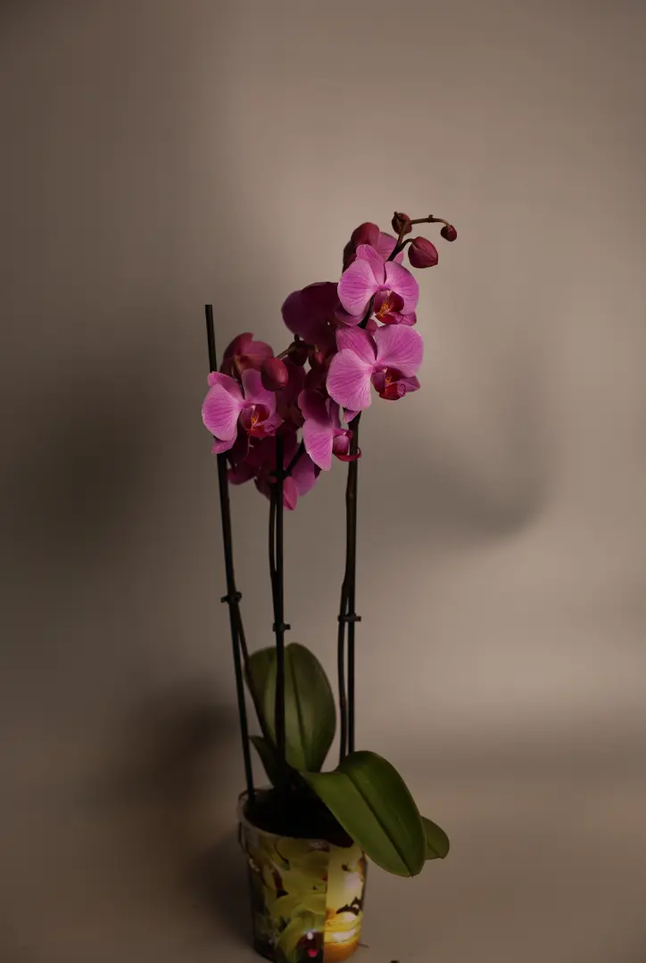 квіти кімнатні