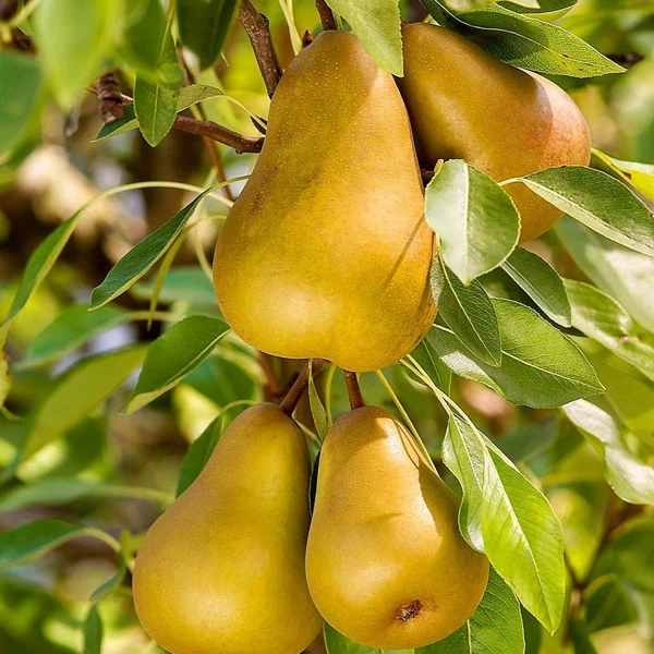 груша для саду