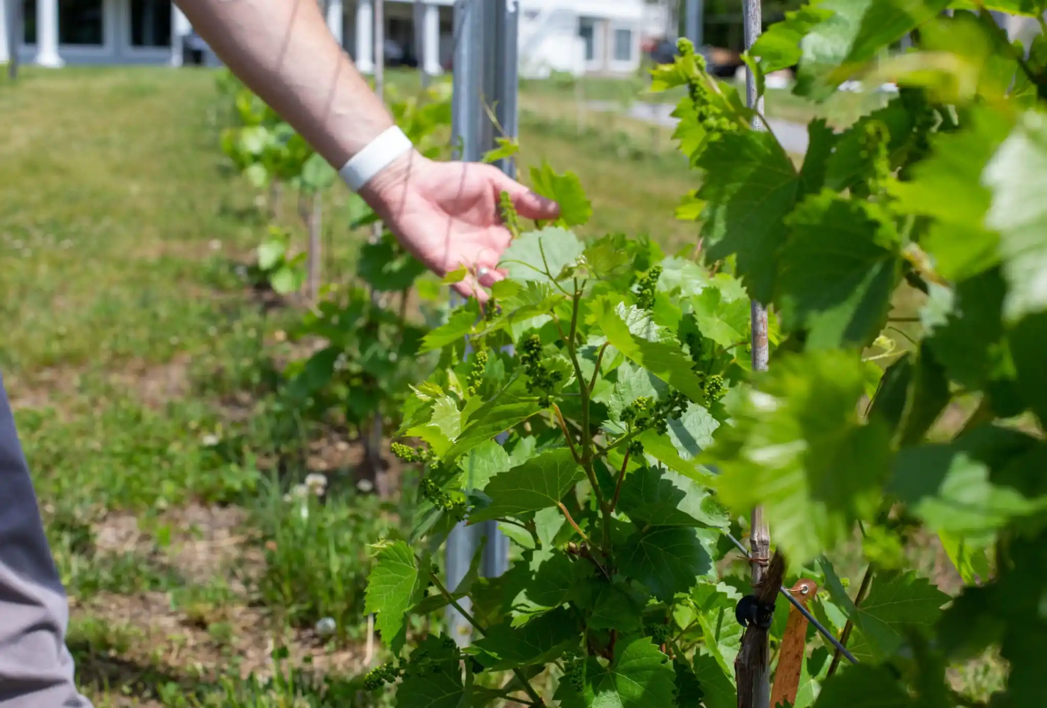 Правила підв'язування винограду 