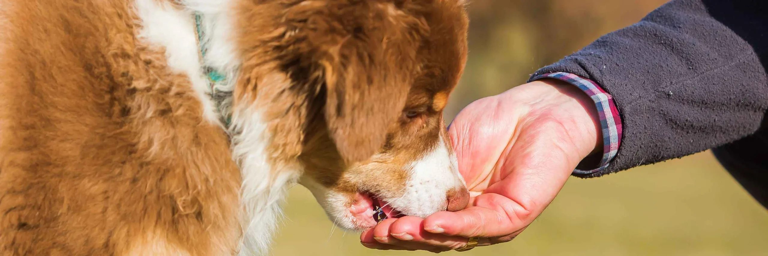 препарат от паразитов