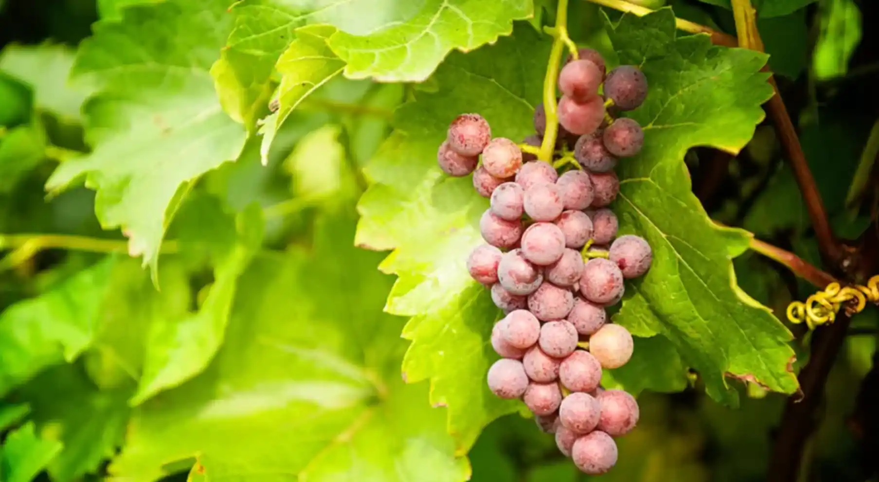 захист винограду