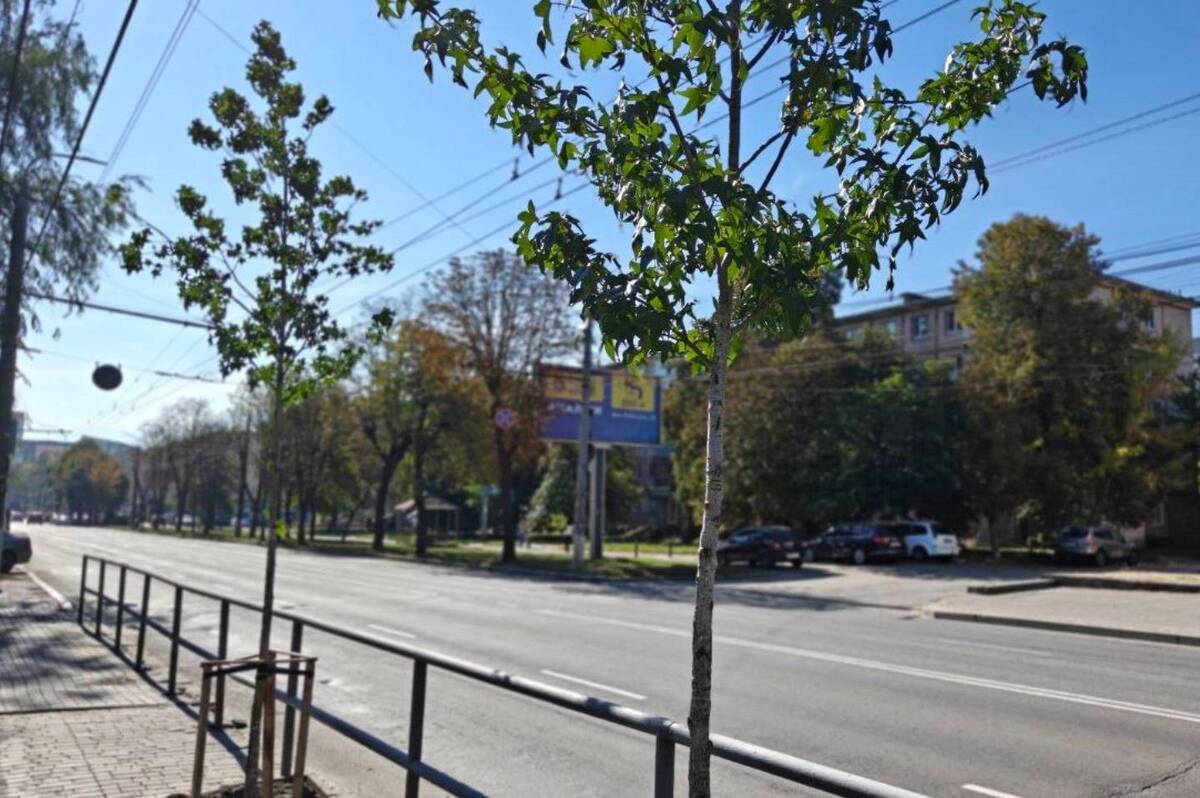 Відновлення Зелені Вінниці: Які Дерева Повертаються до Міста